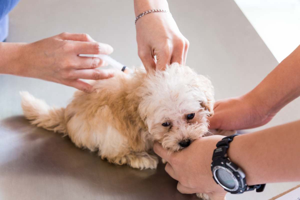 light-apricot poodle puppy getting vaccinated by a vet